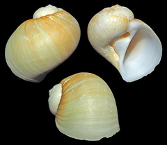 Naticarius orientalis