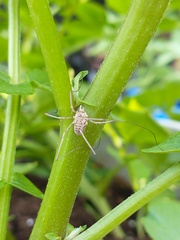 Rilaena triangularis