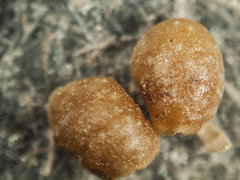 Caryomyia tuberculata