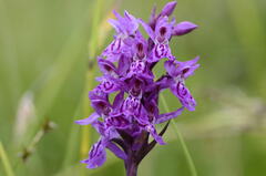 Dactylorhiza traunsteineri