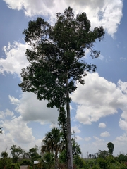 Aspidosperma megalocarpon