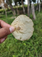 Aspidosperma megalocarpon
