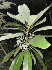 Daphniphyllum macropodum