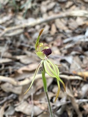 Caladenia longiclavata