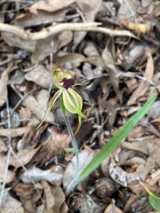 Caladenia longiclavata