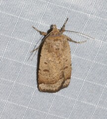 Abagrotis benjamini