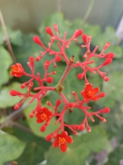 Jatropha podagrica