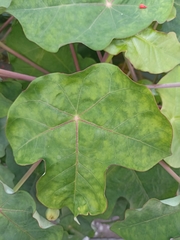 Jatropha podagrica