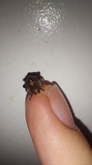 Trachymela papuligera