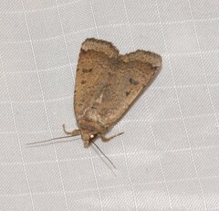 Abagrotis benjamini