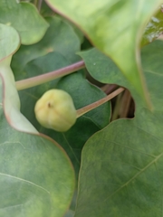 Jatropha podagrica