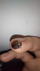 Trachymela papuligera