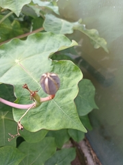 Jatropha podagrica
