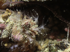 Sarcodictyon catenatum