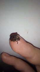 Trachymela papuligera