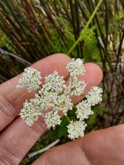 Dasispermum perennans