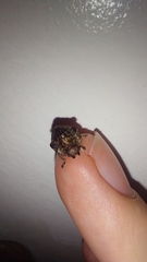 Trachymela papuligera