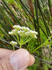 Dasispermum perennans