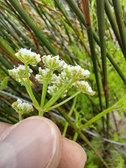 Dasispermum perennans
