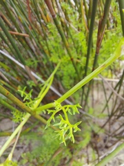 Dasispermum perennans