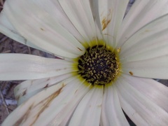 Arctotis stoechadifolia