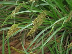 Carex laevissima