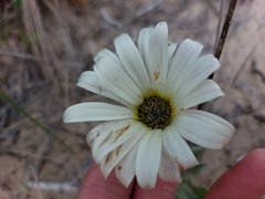 Arctotis stoechadifolia