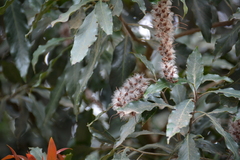 Faurea macnaughtonii