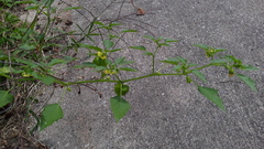 Physalis philadelphica