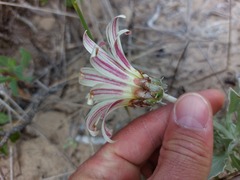 Arctotis stoechadifolia