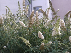 Macroglossum stellatarum