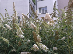 Macroglossum stellatarum