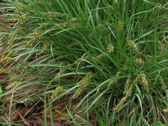 Carex laevissima