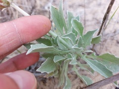Arctotis stoechadifolia