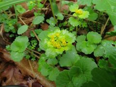 Chrysosplenium pilosum