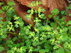 Chrysosplenium flagelliferum