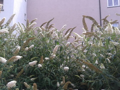 Macroglossum stellatarum