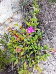 Ruschia promontorii