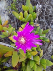 Ruschia promontorii