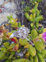 Ruschia promontorii