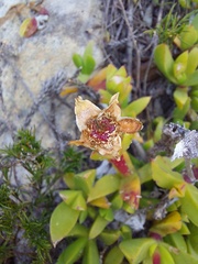 Ruschia promontorii