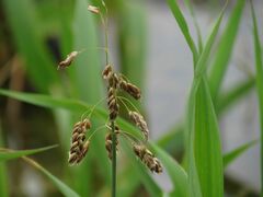 Anthoxanthum glabrum