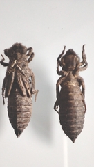 Onychogomphus uncatus