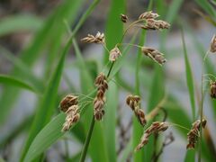 Anthoxanthum glabrum