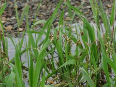 Anthoxanthum glabrum