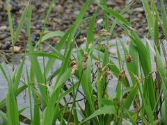 Anthoxanthum glabrum