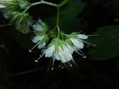 Hydrophyllum