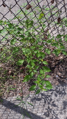Physalis philadelphica