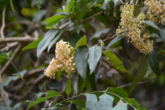 Buddleja pulchella