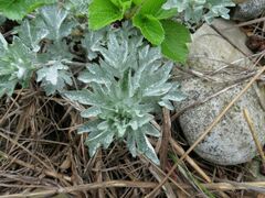 Artemisia saitoana